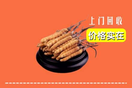 闸北区回收冬虫夏草
